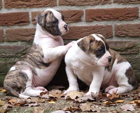 Darkenwald american bulldog